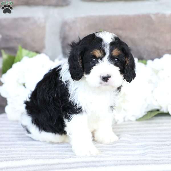 Cruize, Cavapoo Puppy